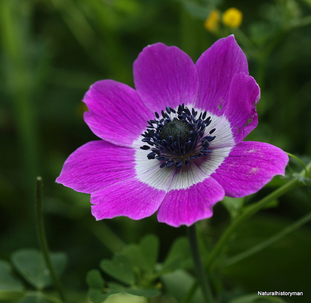 poppy anemone